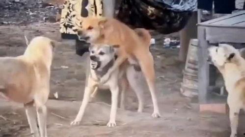 二狗爆料冥想视频,冥想视频背后的神秘力量  第2张